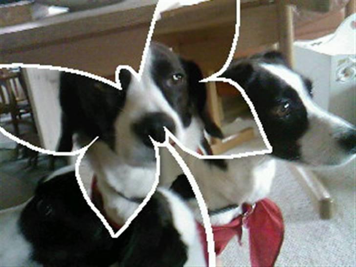 Blanding af racer sascha billede 6