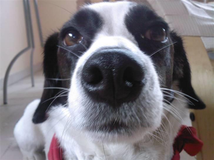 Blanding af racer sascha billede 7