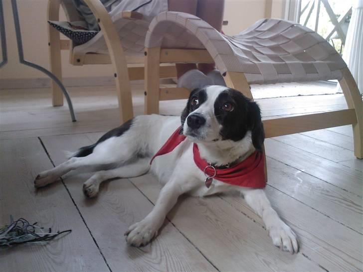 Blanding af racer sascha billede 8