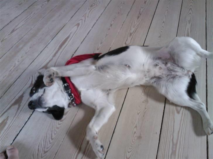 Blanding af racer sascha billede 9