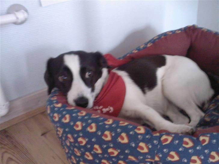 Blanding af racer sascha billede 10