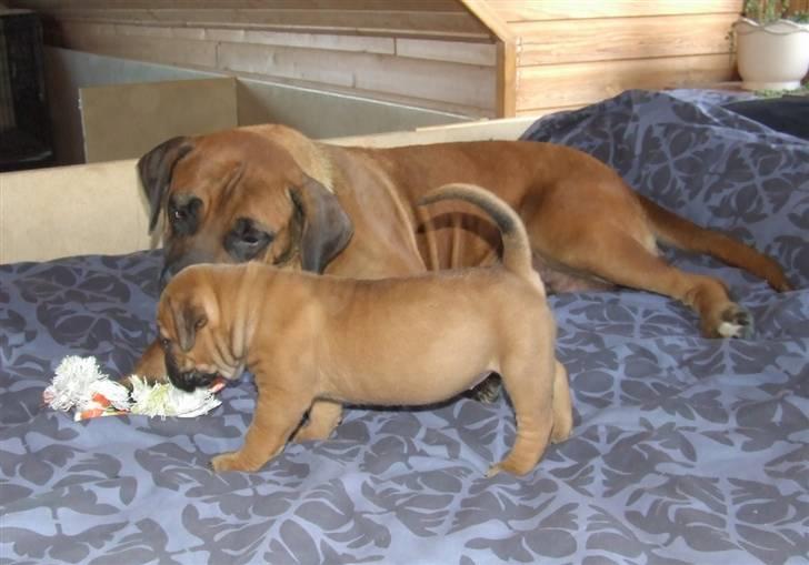 Boerboel RATHMANNS RED WUBA billede 13