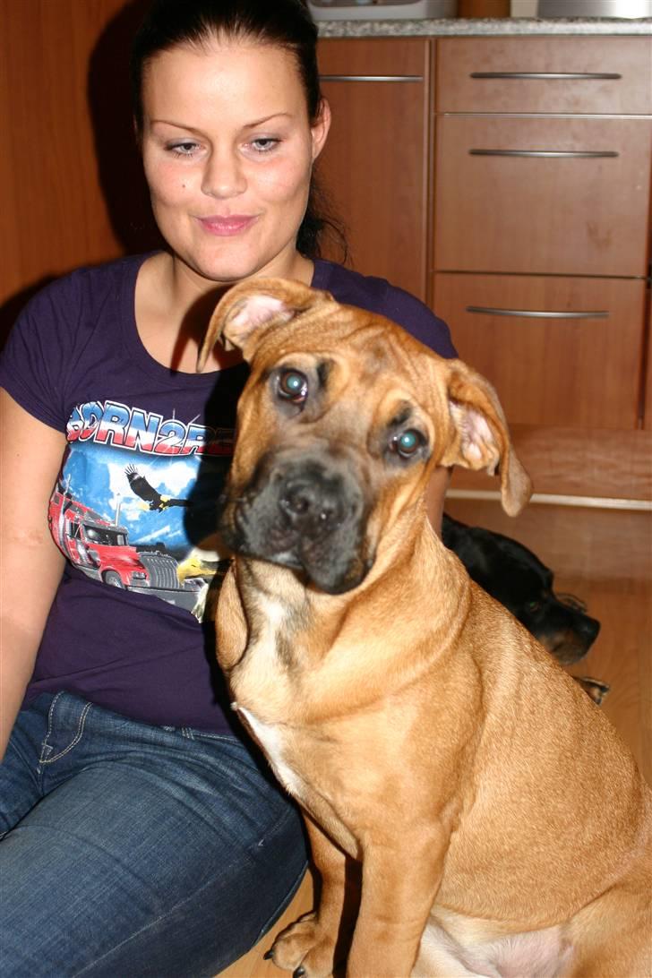 Boerboel RATHMANNS RED WUBA billede 14