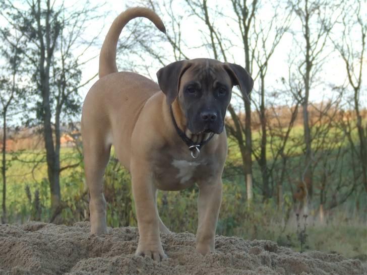 Boerboel Akua Alba - Akua Alba (13 nov) billede 1