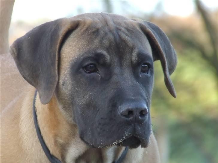 Boerboel Akua Alba - Akua Alba (13. nov) billede 2
