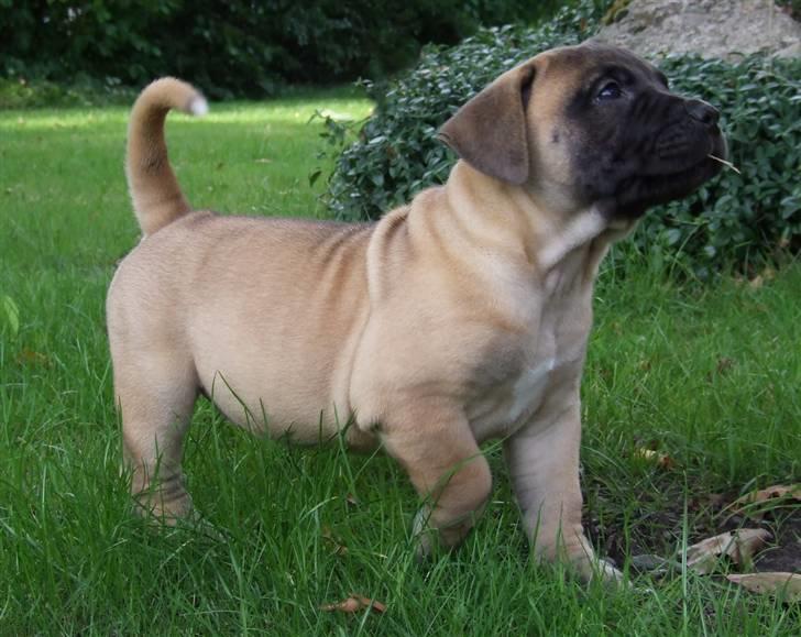 Boerboel Akua Alba - 17 august - 6½ uge gammel  billede 3