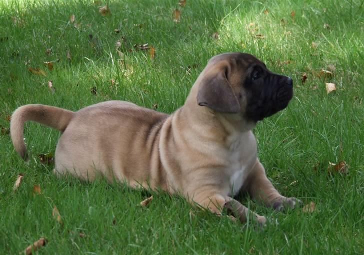 Boerboel Akua Alba - 17 august - 6½ uge gammel  billede 4