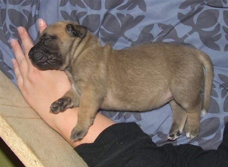 Boerboel Akua Alba - Alba kun 4 uger gammel billede 5