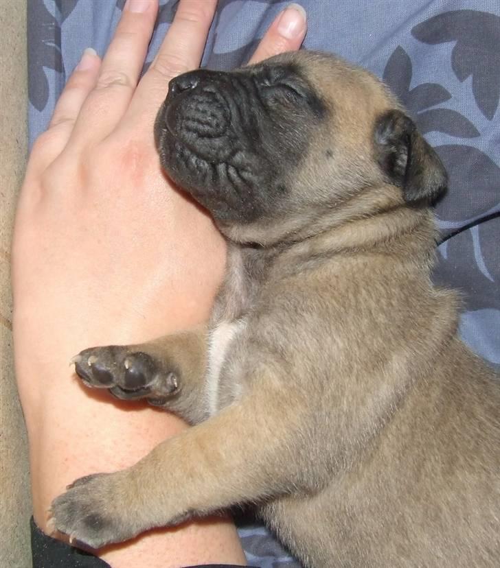 Boerboel Akua Alba - Alba sovende - 4 uger gammel billede 6