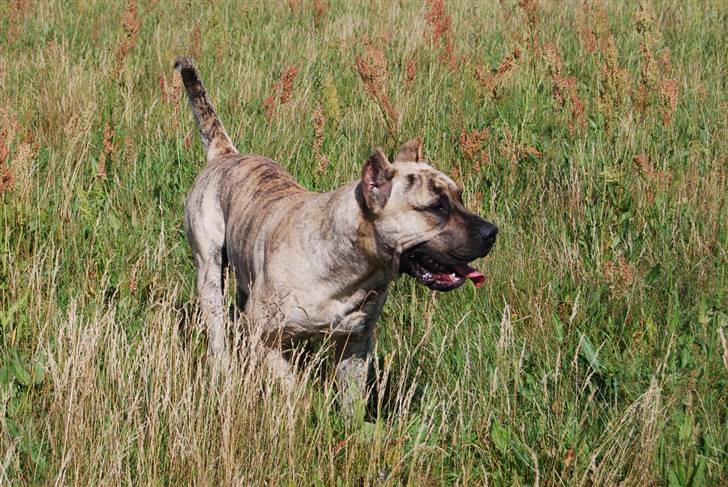 Dogo canario Toro de Canmuç - Nyt billede 15