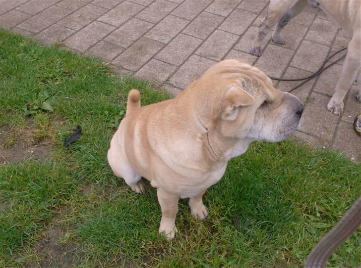Shar pei Jiggie billede 14