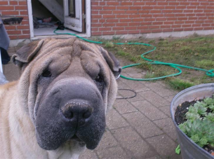 Shar pei Jiggie billede 15