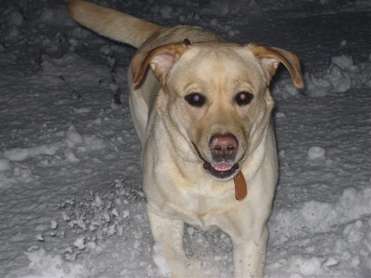 Labrador retriever Money Honey (Mille) - vinter 2010 - leg i sneen. billede 9