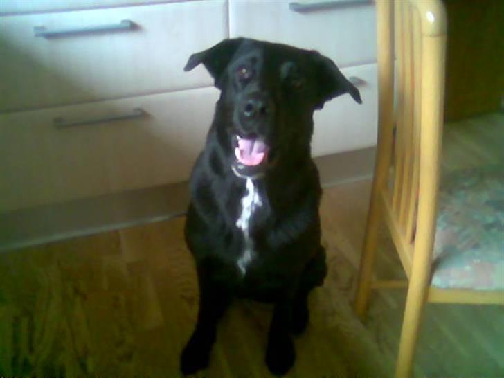 Blanding af racer Basse billede 11