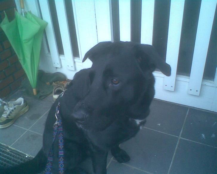 Blanding af racer Basse billede 12