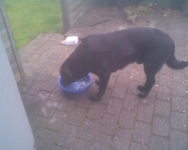 Blanding af racer Basse - Mmm.. rart med lidt at drikke efter en laang gåtur... billede 14