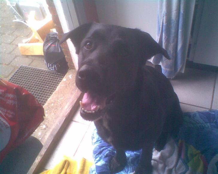 Blanding af racer Basse billede 15