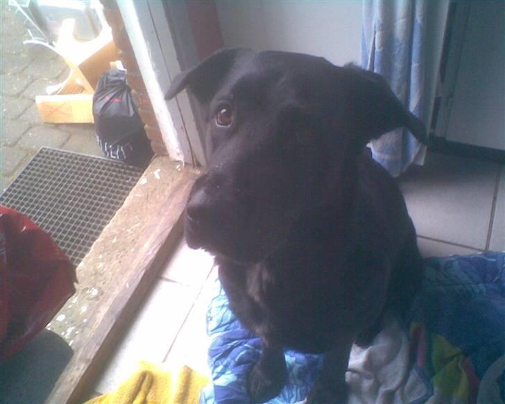 Blanding af racer Basse billede 16