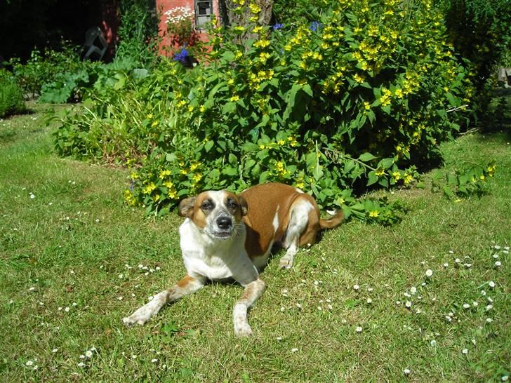 Blanding af racer Fru.Madsen - død 16/6-08  billede 7