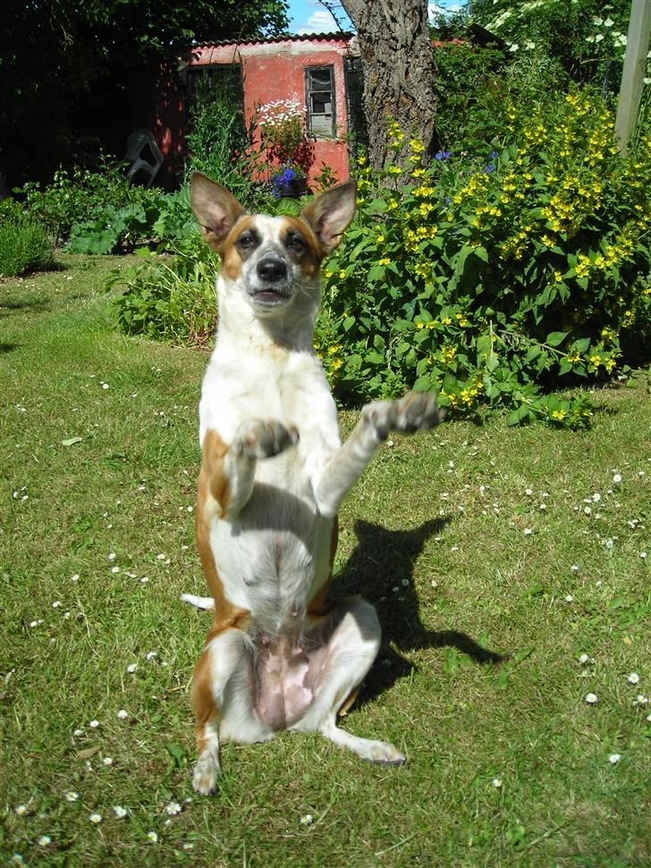 Blanding af racer Fru.Madsen - død 16/6-08  billede 8