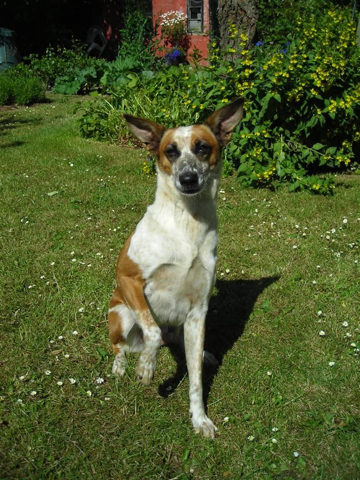 Blanding af racer Fru.Madsen - død 16/6-08  billede 9