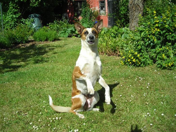 Blanding af racer Fru.Madsen - død 16/6-08  billede 10