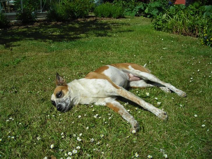 Blanding af racer Fru.Madsen - død 16/6-08  billede 11