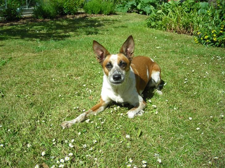 Blanding af racer Fru.Madsen - død 16/6-08  billede 12