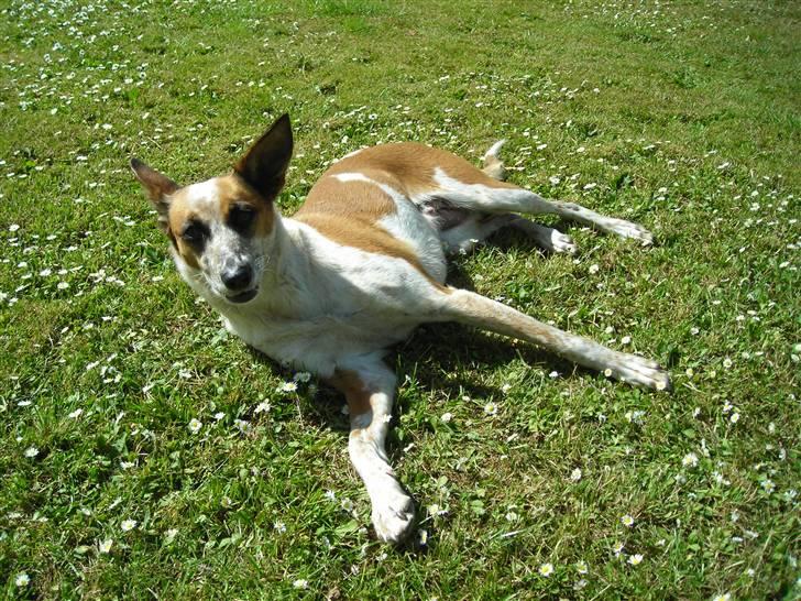 Blanding af racer Fru.Madsen - død 16/6-08  billede 13