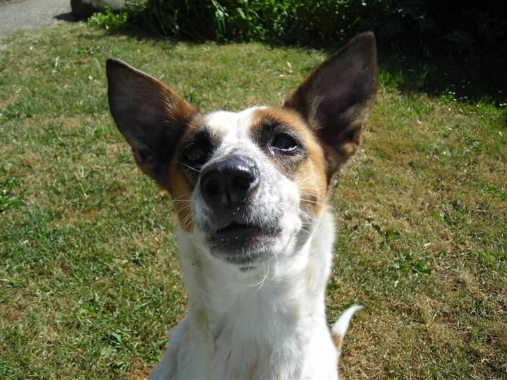 Blanding af racer Fru.Madsen - død 16/6-08  billede 14