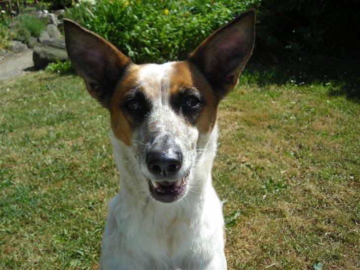 Blanding af racer Fru.Madsen - død 16/6-08  billede 15