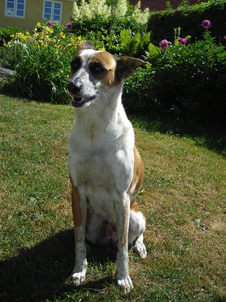 Blanding af racer Fru.Madsen - død 16/6-08  billede 16