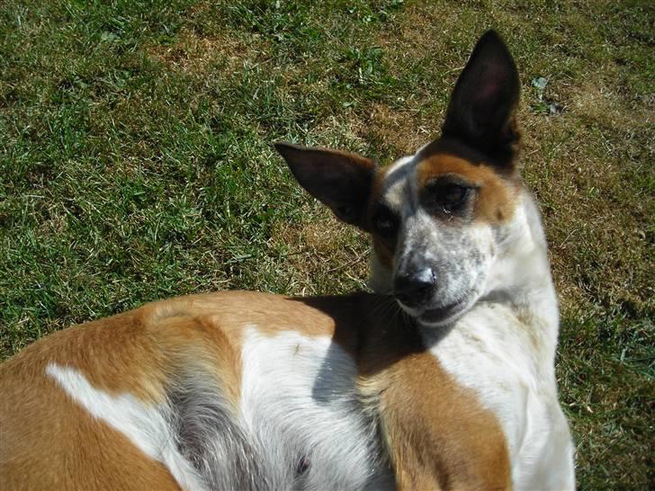 Blanding af racer Fru.Madsen - død 16/6-08  billede 17