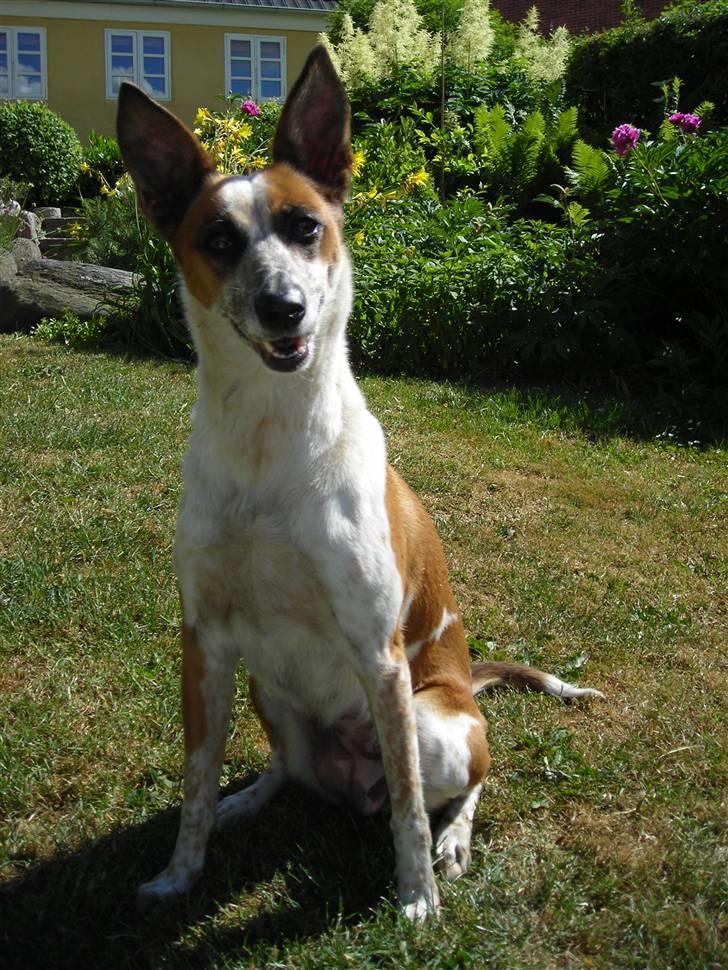 Blanding af racer Fru.Madsen - død 16/6-08  billede 18