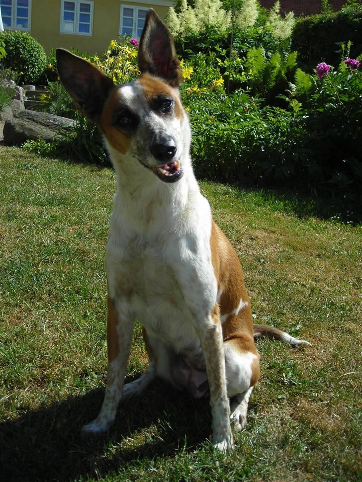 Blanding af racer Fru.Madsen - død 16/6-08  billede 19