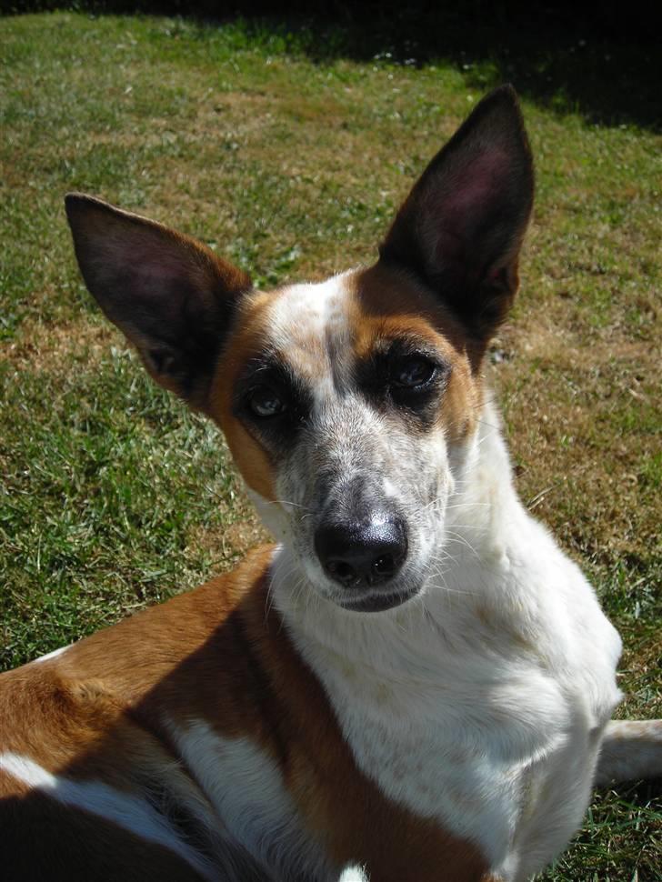 Blanding af racer Fru.Madsen - død 16/6-08  billede 20