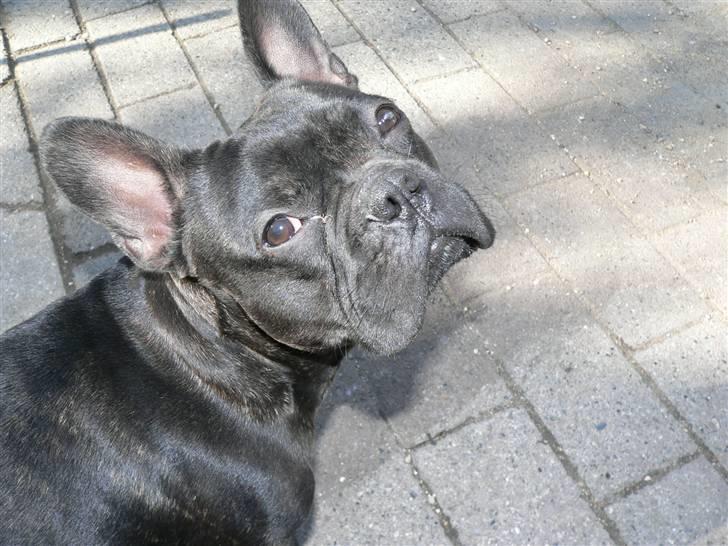 Fransk bulldog Arnold billede 5