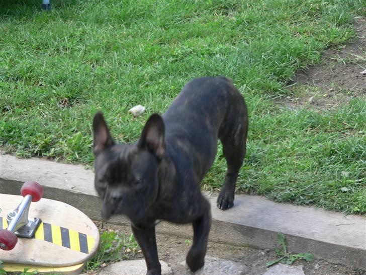 Fransk bulldog Arnold billede 6