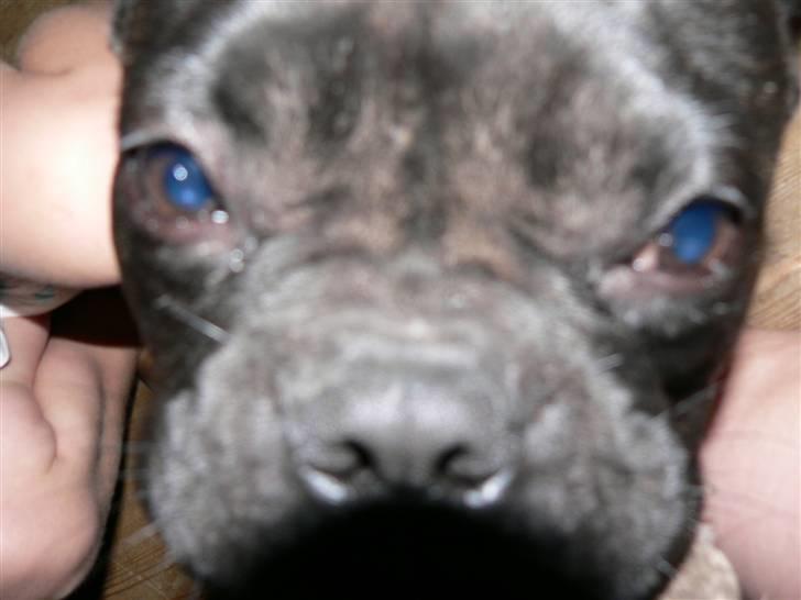 Fransk bulldog Arnold billede 7