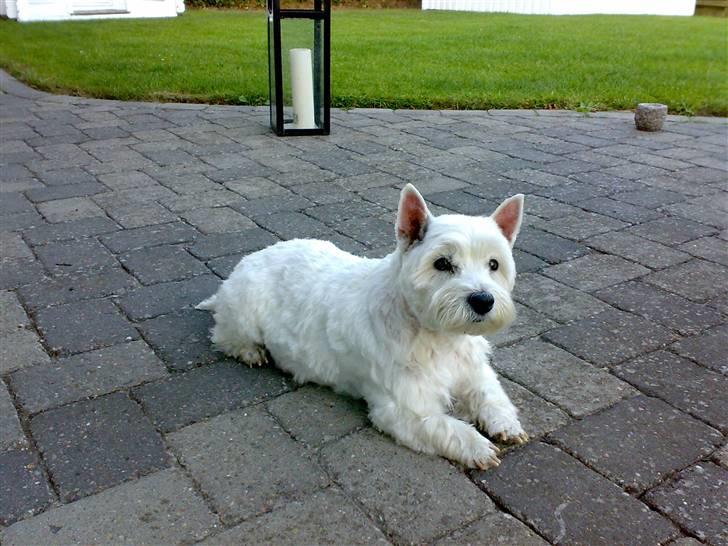 West highland white terrier Molly billede 3