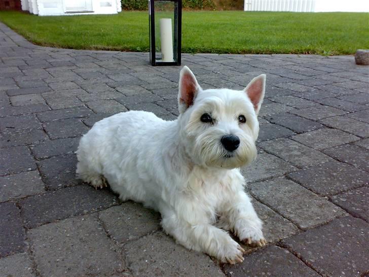 West highland white terrier Molly - Molly meget nyklippet og når hun soler sig på terressen billede 4