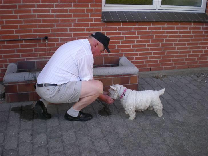 West highland white terrier Molly - Farfar er så sød at sørge for vand til mig når jeg går tur og leger hos farfar og farmor billede 1