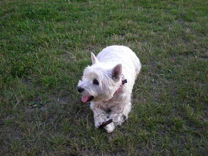 West highland white terrier Molly - Nu leger jeg med far, men han får ikke min pind. billede 5