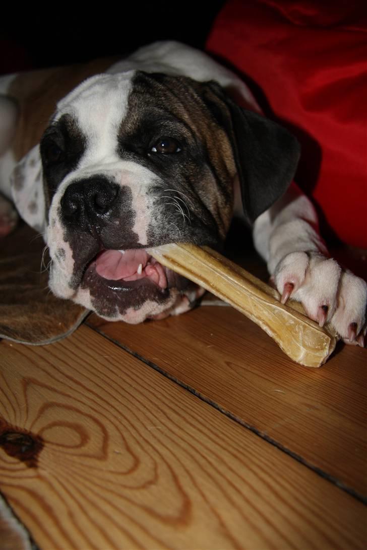 Blanding af racer ludvig - mit første store kødben billede 2