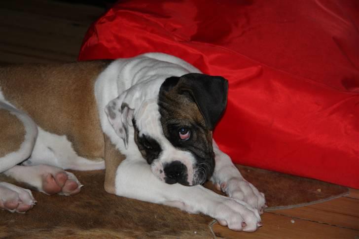 Blanding af racer ludvig - hej billede 3