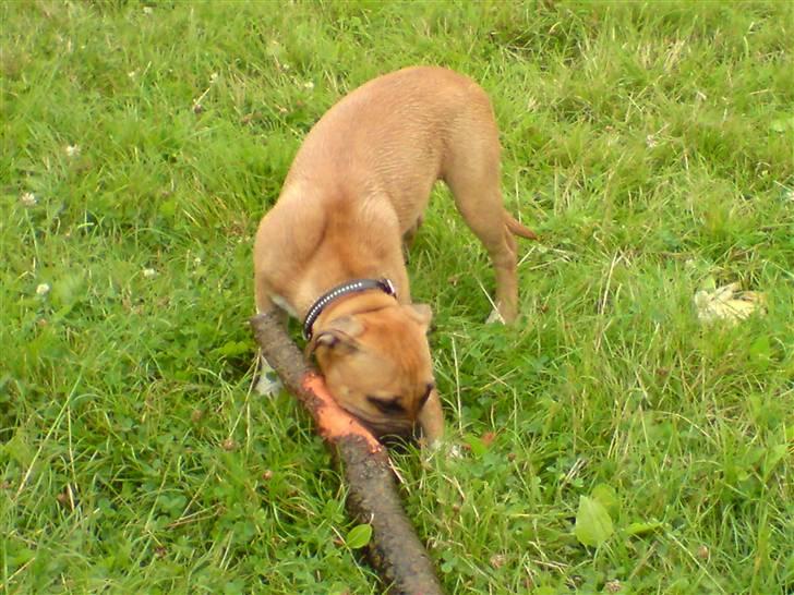 Amerikansk staffordshire terrier Berta billede 10