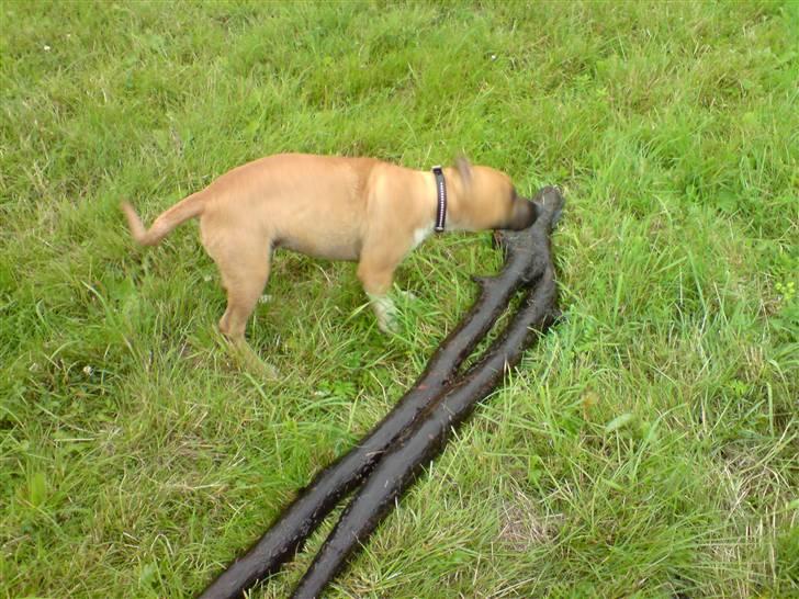 Amerikansk staffordshire terrier Berta billede 11