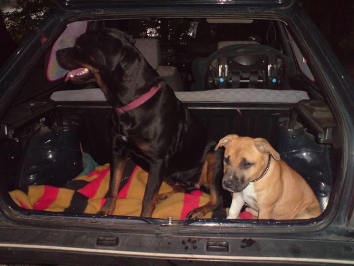 Amerikansk staffordshire terrier Berta billede 12