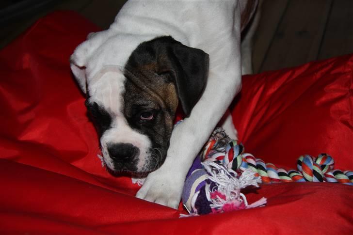 Blanding af racer ludvig - købelegetøj er ikke helt så skægt som familiens sko billede 5