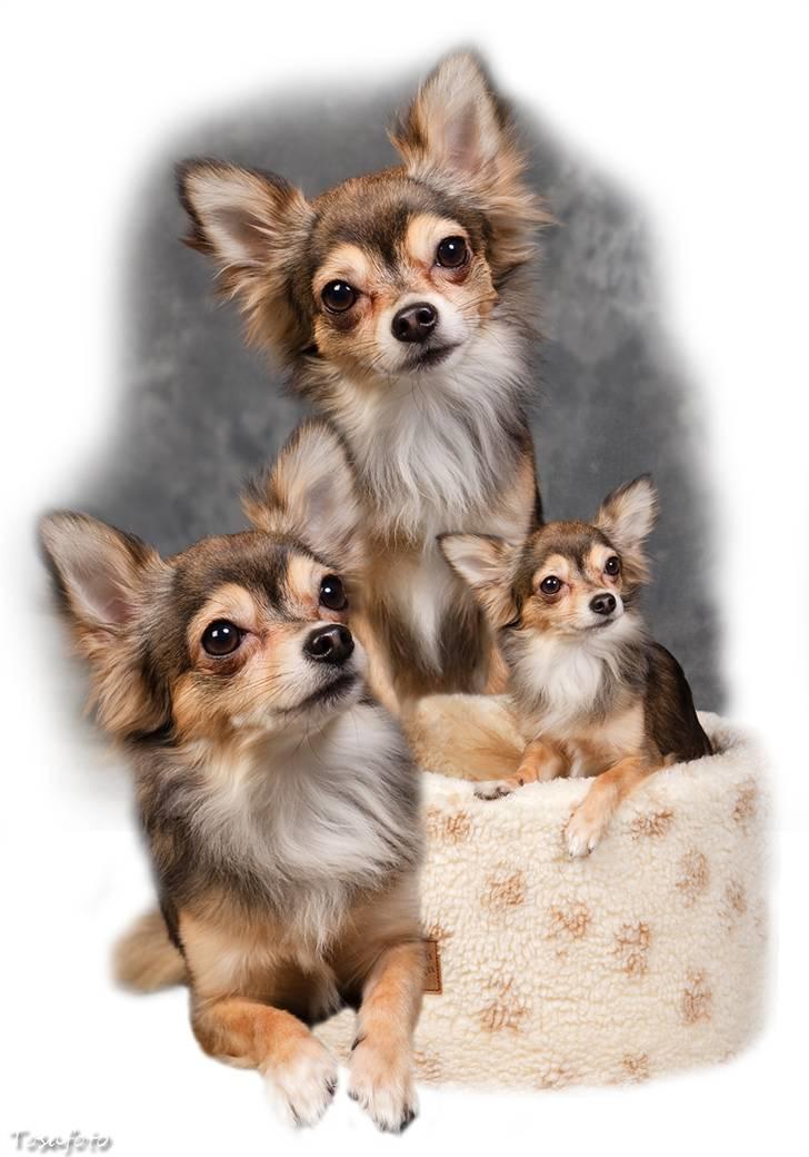 Chihuahua Cody - 1 år 7 mdr: tosafoto i Petworld - collage billede 1